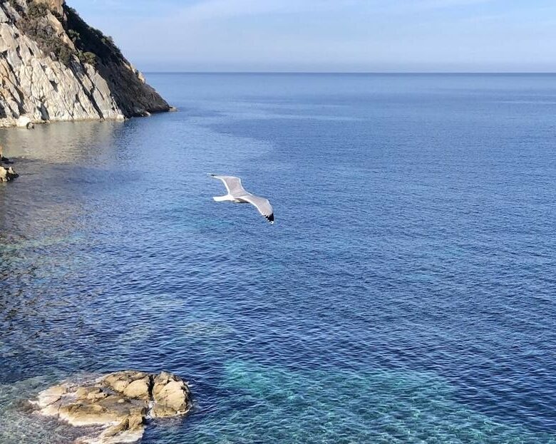 Il mare dell’Elba, dal sito della Fondazione