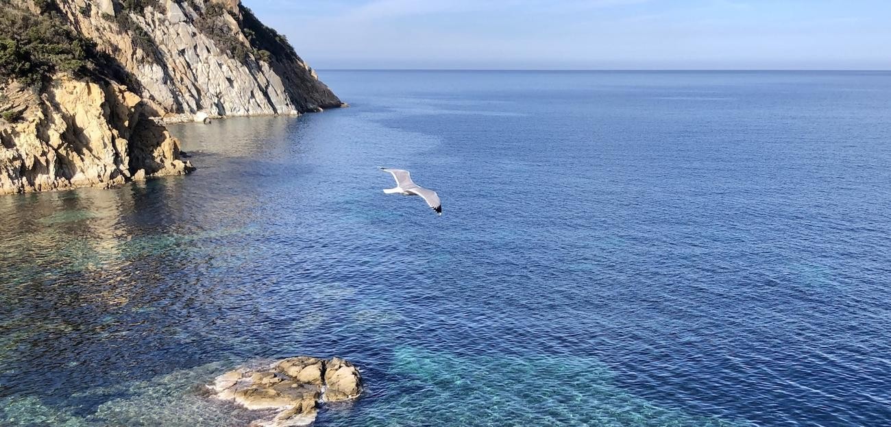 Il mare dell’Elba, dal sito della Fondazione